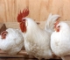 Казахстан усил контроль за украинской курятиной